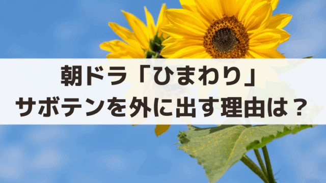朝ドラ「ひまわり」サボテンを外に出す理由は？レストラン・ジャイアントの秘密